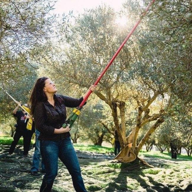 Olives Zeytinyağları organik zeytin bahçesi